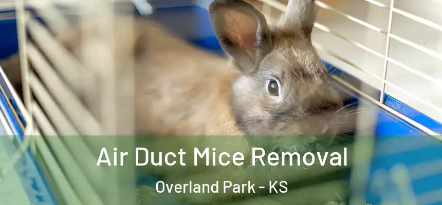 Air Duct Mice Removal Overland Park - KS